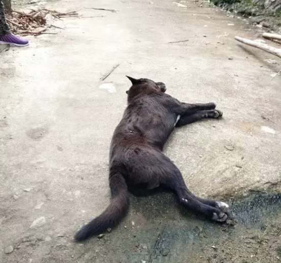 漳州惊现动物被毒针射死狗被死亡时已发现黑狗已经成了v动物蟒蛇图片