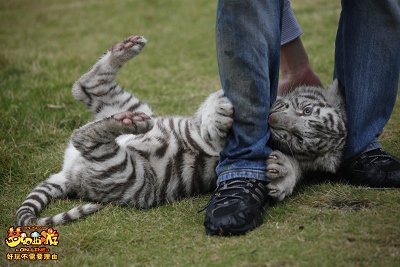 《梦幻西游》吉祥物虎妞海量美图曝光