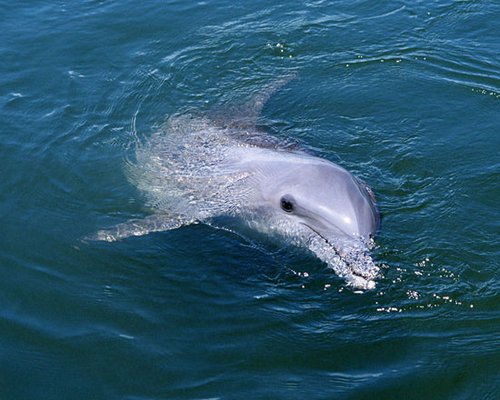 从海豚湾、猫和老鼠和沉默的羔羊到网游分级