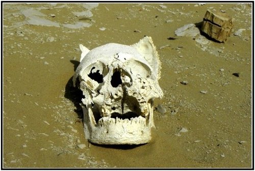 《鬼吹灯》历史VS现实(1)再见鬼洞族