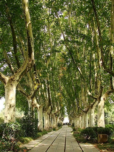 发现美 九阴游戏中城市的别样风景