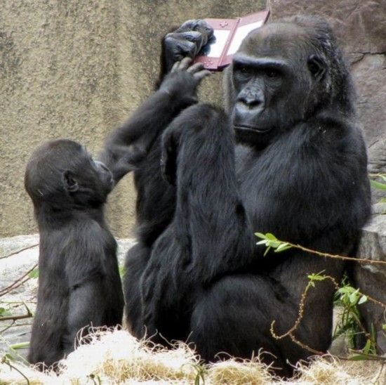 笑破肚皮的动物搞笑照：大猩猩玩游戏机
