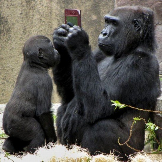 笑破肚皮的动物搞笑照:大猩猩玩游戏机