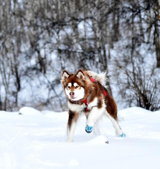不包括买奢侈品 王思聪爱犬每个月开销超过80