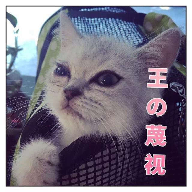 omg表情包大对决 王之凝视马哥魔性dj