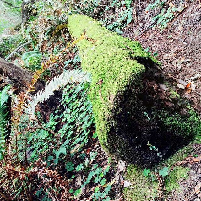 【天天NBA】超级福利-美帝NBA总决赛观赛之