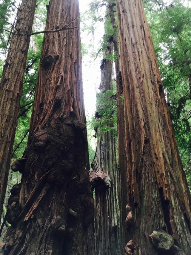 【天天NBA】超级福利-美帝NBA总决赛观赛之