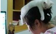 Мали животни љубов игра сакаат да играат онлајн игри девојки спие мачка главата