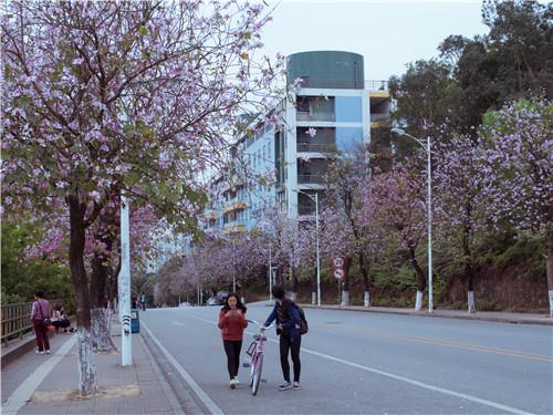 华农的紫荆花已开好,快收下这份赏花攻略
