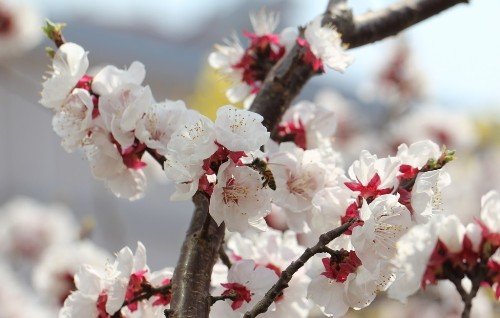 看准花期赏花 盘点国内各色花何时何地开
