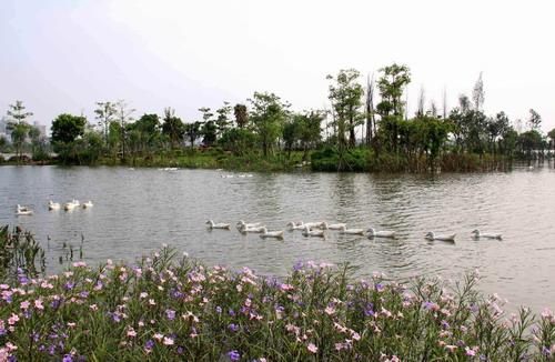 原来广东有这么多湿地公园！别再说周末没地方玩啦