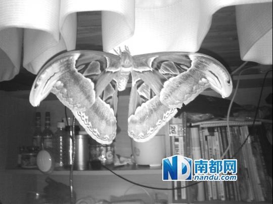 惠州一学生宿舍现全球最巨大蛾类(图)
