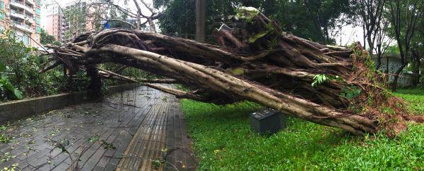 福田128岁古树风雨中倒了 还好原地种回还能活