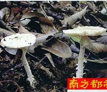 东莞5人吃野生蘑菇被毒倒：广东常见毒蘑菇有8种