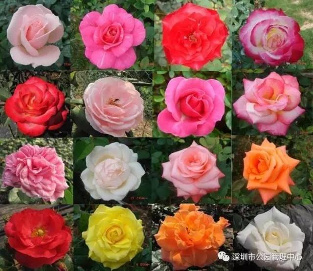 深圳网约车3分钟即停即走 明起违者即罚