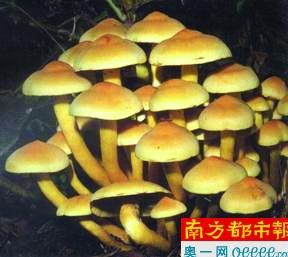 东莞5人吃野生蘑菇被毒倒：广东常见毒蘑菇有8种