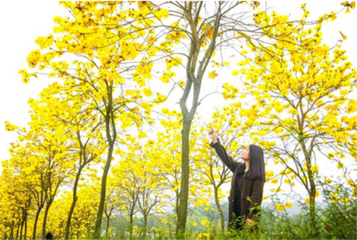 【黄花风铃木】