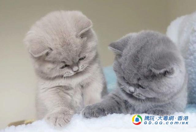 猫咪萌萌的,确实讨人喜欢.(图片来源:pinterest主页)