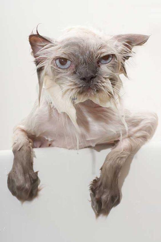 水会洗走猫咪的体味。(图片来源:tesla_the_furball主页) 猫咪靠气味来判断和辨析事物,而且猫咪是一种容易感到不安、胆子小的动物,一旦洗澡冲水,水会洗去它身上的气味,也会改变了它的体味。就好像人一样,觉得自己不认识自己,缺乏自我认同,便会很没安全感。所以猫咪只要看到多水的地方就会感到害怕,很不情愿洗澡了。 湿水会减低灵敏性