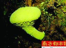 东莞5人吃野生蘑菇被毒倒：广东常见毒蘑菇有8种