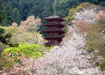 日本赏樱之旅-美在关西·陶醉冲绳