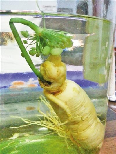 珠海市民用人参泡白酒 一个月后发芽开花