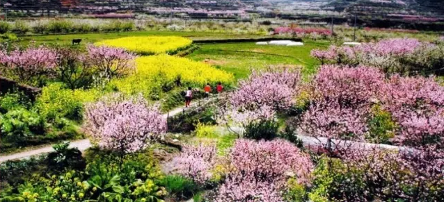 告别阴冷,好天气在路上了!收好这份广东赏花指