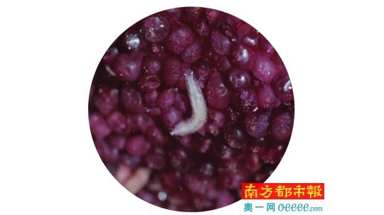媒体鉴定广州市场杨梅 放盐水中泡出十几条虫
