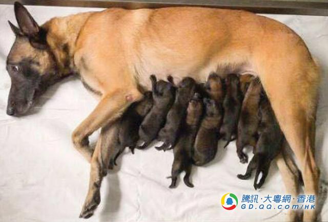 中国香港警队有喜 警犬妈诞11只宝宝