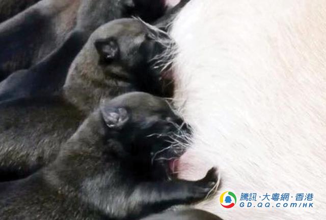 中国香港警队有喜 警犬妈诞11只宝宝