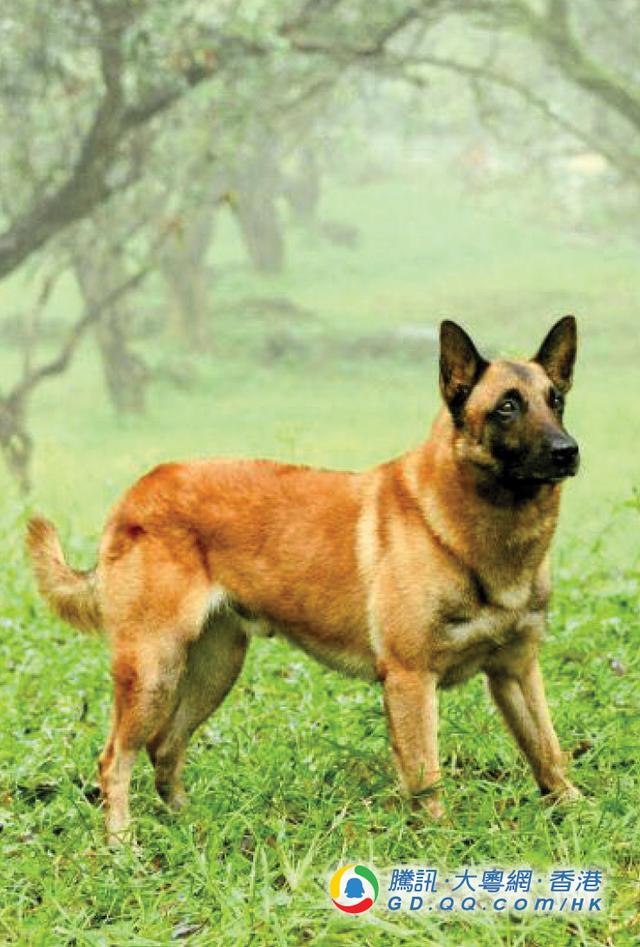 中国香港警队有喜 警犬妈诞11只宝宝
