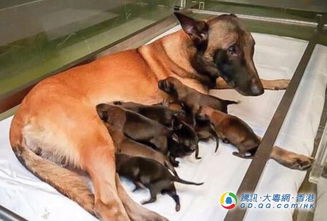 中国香港警队有喜 警犬妈诞11只宝宝