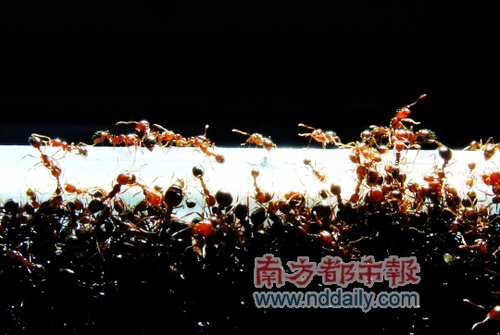红火蚁肆虐广州多次伤人 市民外出需要小心