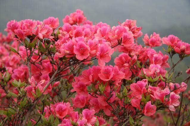 姹紫嫣红第一峰,景上添花映山红——首届中国·岭南(广东