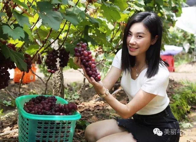 斗門葡萄采摘季月底結(jié)束，吃不到別說是酸的