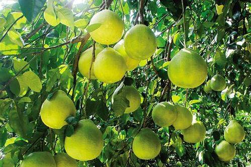 广州周边2015秋天摘水果好去处