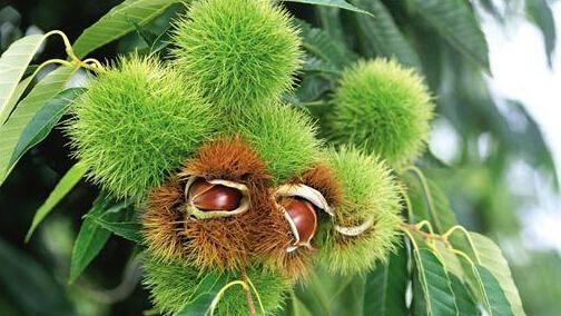 广州周边2015秋天摘水果好去处