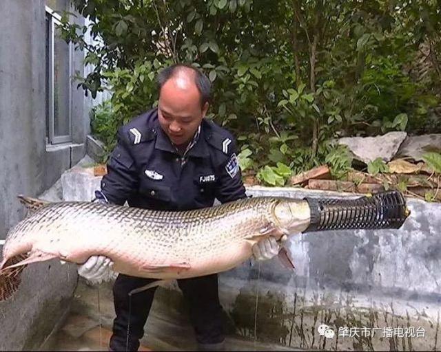 肇慶一魚塘現(xiàn)1米7長巨型怪魚