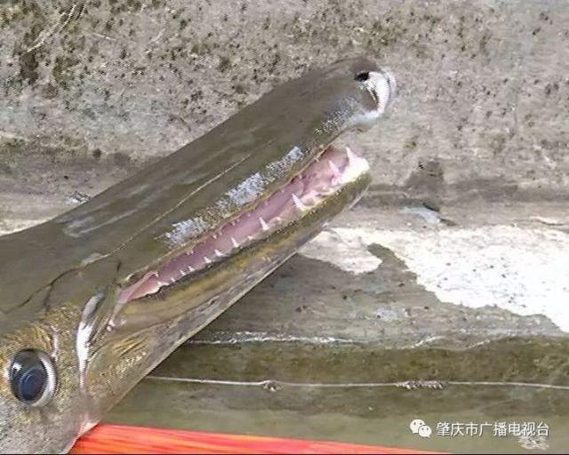 肇慶一魚塘現(xiàn)1米7長巨型怪魚