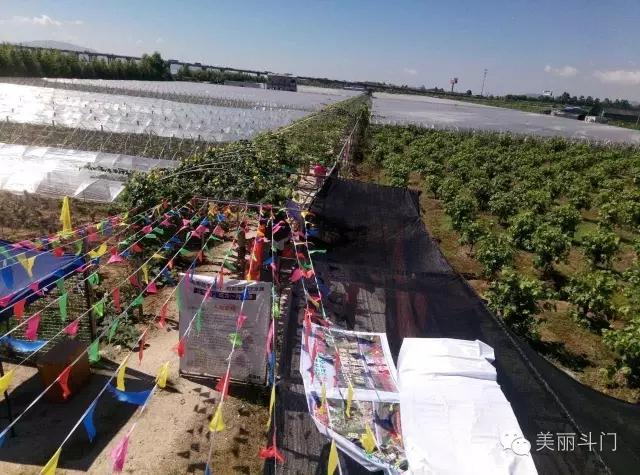 斗門葡萄采摘季月底結(jié)束，吃不到別說是酸的