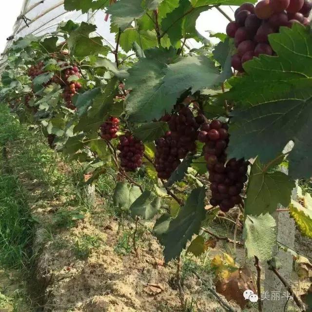 斗門葡萄采摘季月底結(jié)束，吃不到別說是酸的