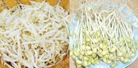 南朗警方破获一起“毒豆芽”案，两名疑犯落网