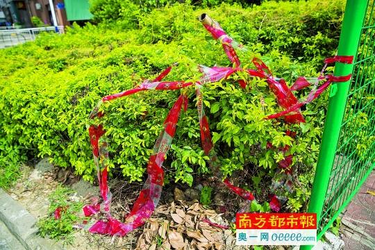 深圳快递员<em>送女同事回家</em> 被其老公砍死_金羊网