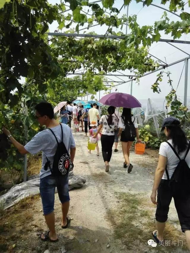 斗門葡萄采摘季月底結(jié)束，吃不到別說是酸的