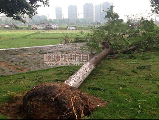 顺德进入汛期,未来一周需防范雷雨天气