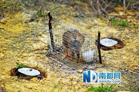 江门山中遍布机关 大肆捕猎野生动物