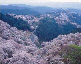 日本赏樱之旅-美在关西·陶醉冲绳