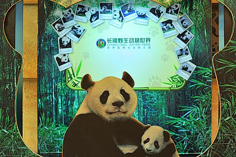 萌萌哒长隆熊猫三胞胎入住,长隆酒店变身熊猫