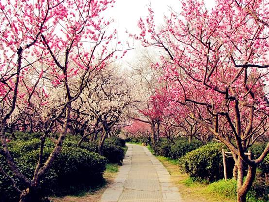 南京梅花山梅园