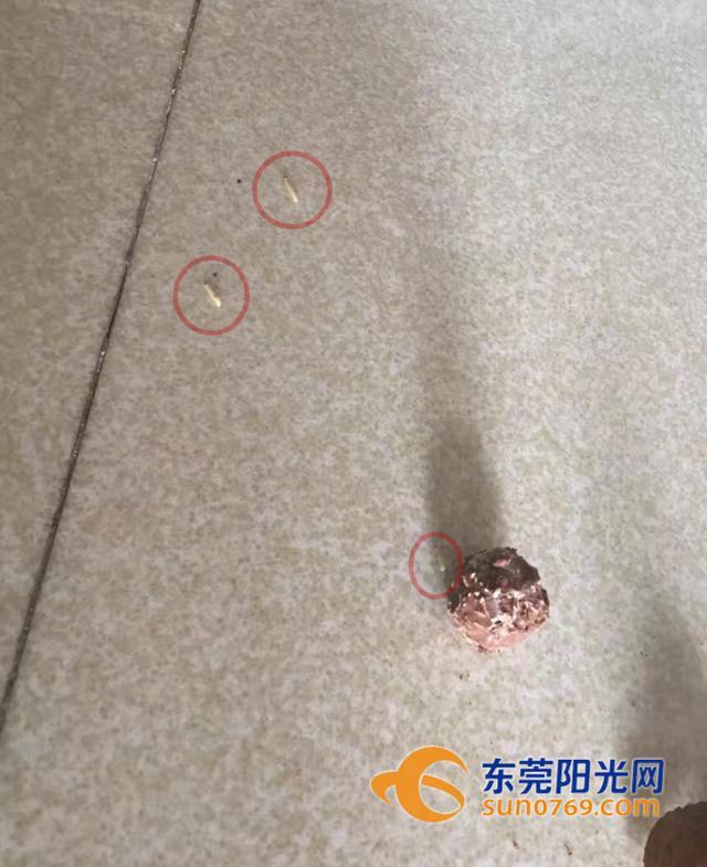 好嚇人！東莞母女在巧克力時吃出活蛆蟲